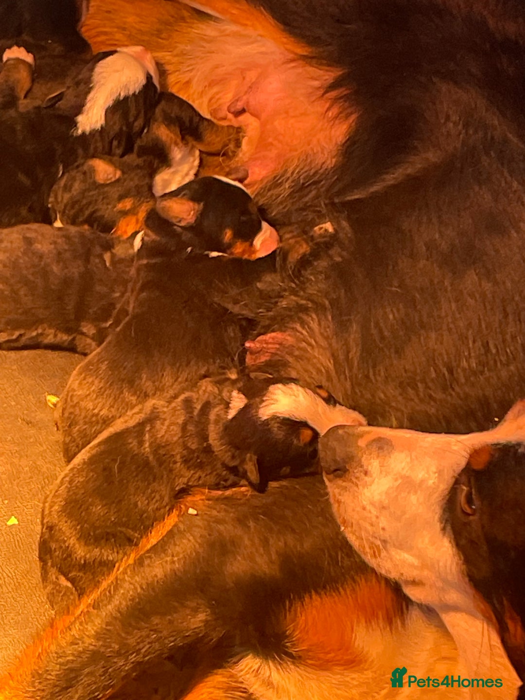 Bernese Mountain Dog dogs for sale: Boys and girls ready  - Advert 12