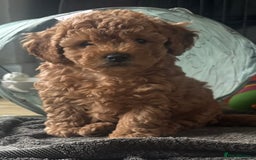 Cavapoo dogs for sale:  GORGEOUS EXTENSIVELY HEALTH TESTED TOY CAVAPOOS - Image 8