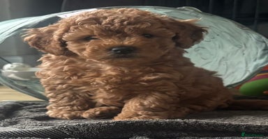 Cavapoo dogs - Advert 6