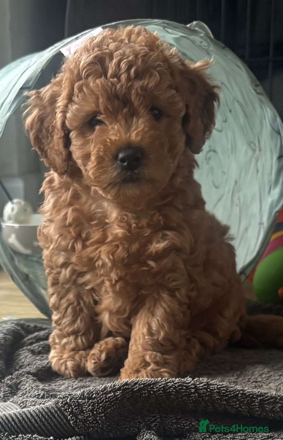 Cavapoo dogs for sale:  GORGEOUS EXTENSIVELY HEALTH TESTED TOY CAVAPOOS - Image 8