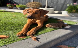 Rhodesian Ridgeback dogs for sale: Rhodesian Ridgeback Puppy Female - Image 4
