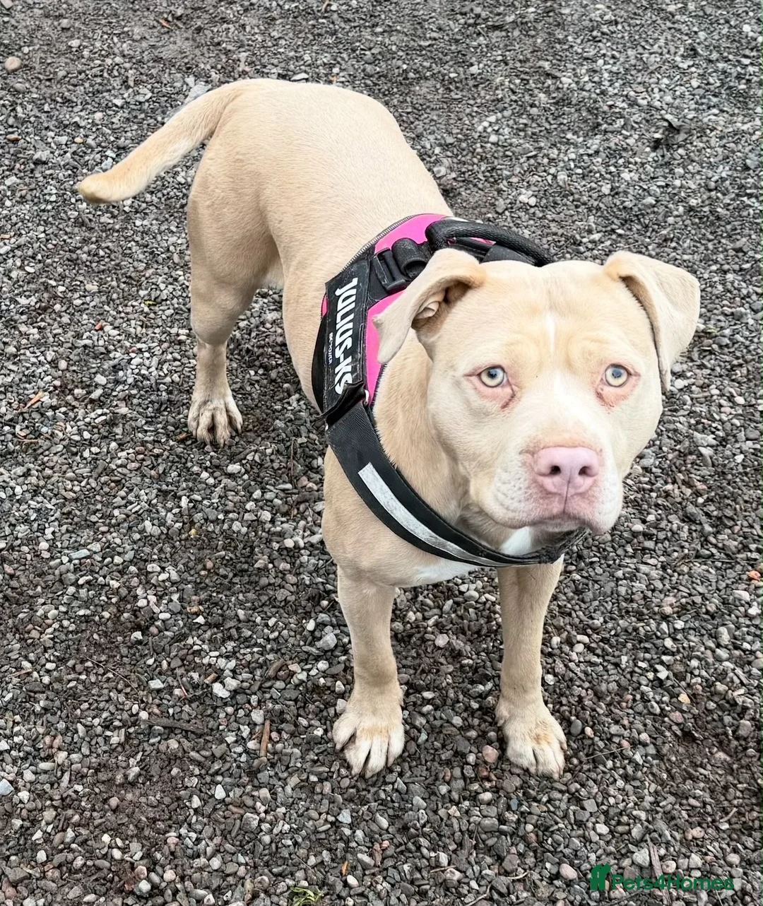 American Bully dogs for sale: American bully pups 4 weeks old  in Kidderminster - Advert 9