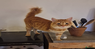 Mixed Breed cats - Advert 10
