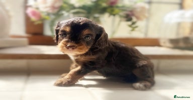 Cockapoo dogs - Advert 11