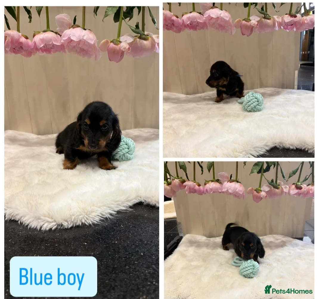 Miniature Dachshund dogs for sale: Beautiful tiny babies ready now - Advert 2