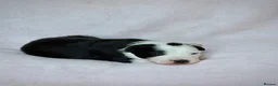 Border Collie dogs for sale: KC registered sport puppies - Advert 4