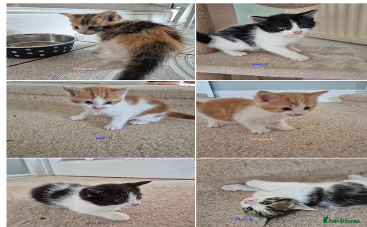 Mixed Breed cats - Advert 1