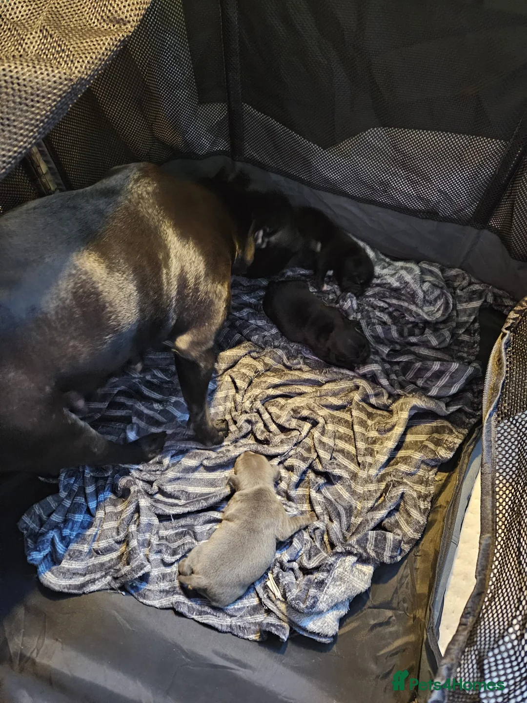 Staffordshire Bull Terrier dogs for sale: Staffordshire Bull Terrier puppies KC registered  - Advert 2