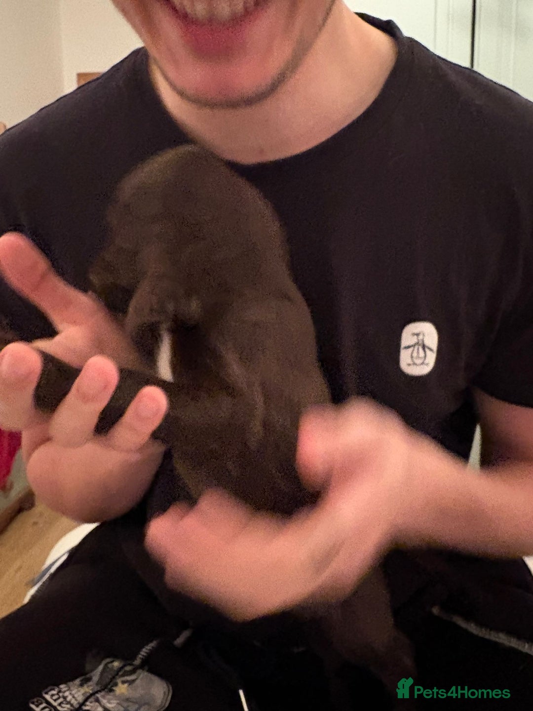 Cocker Spaniel dogs for sale: Cocker Spanial Puppies (2 left) - Advert 16