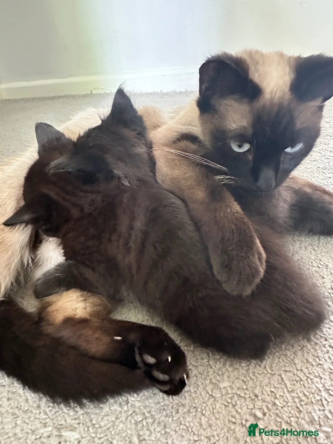 Mixed Breed cats for sale: 2 beautiful babies to go to their forever home - Advert 2