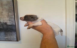 Cocker Spaniel dogs for sale: Kc registered mixed litter - Image 21