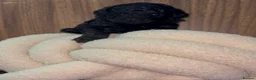 Toy Poodle dogs for sale: Toy Poodle Puppies - Ready Early June | DNA Clear  - Advert 11