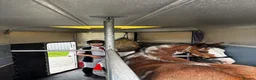 Other Breed horses for sale: 13hh-13.2hh Flashy Blagdon Cob - Advert 6