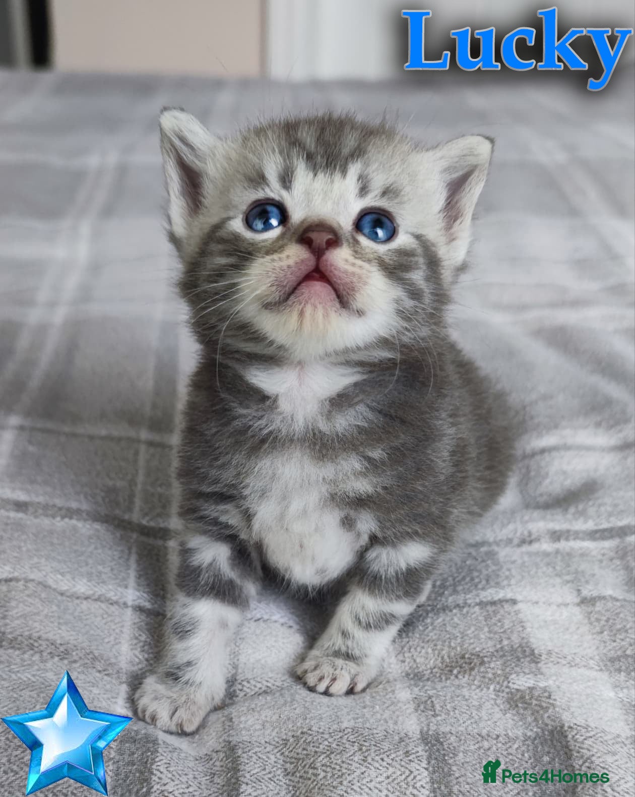 British Shorthair cats LAST ONE LEFT-Pedigree GCCF Pure BSH Tabby Kittens - Advert 4