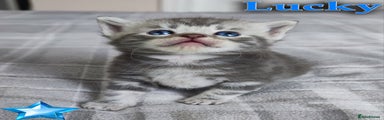 Lucky