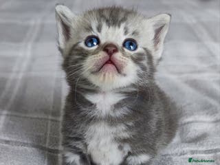 British Shorthair cats LAST ONE LEFT-Pedigree GCCF Pure BSH Tabby Kittens - Advert 4