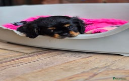 Cavalier King Charles Spaniel dogs for sale: KC Reg Black & Tan Cavalier Girl Puppies  - Image 6