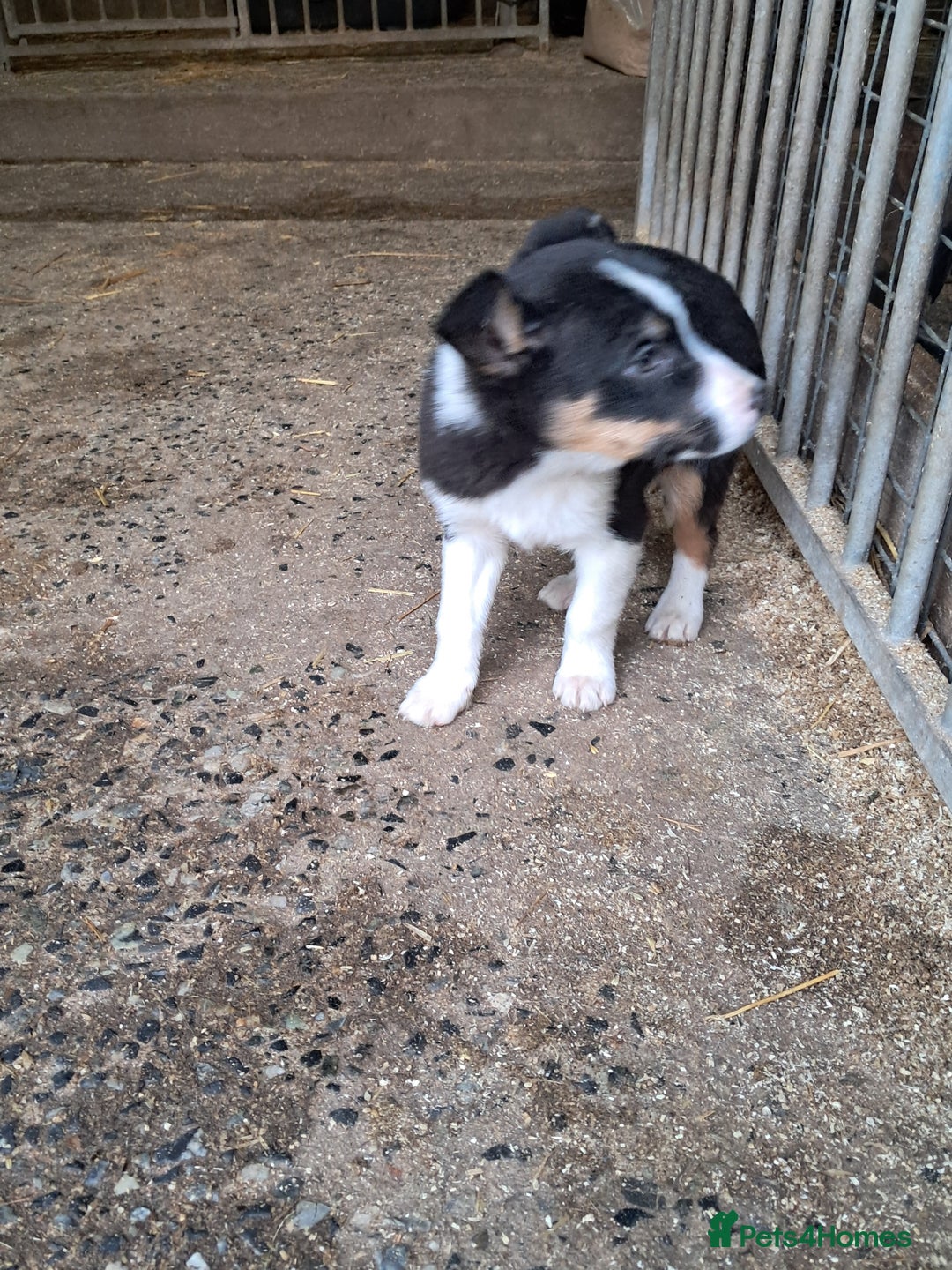 Mixed Breed dogs for sale: Kelpie x collie puppies  - Advert 5