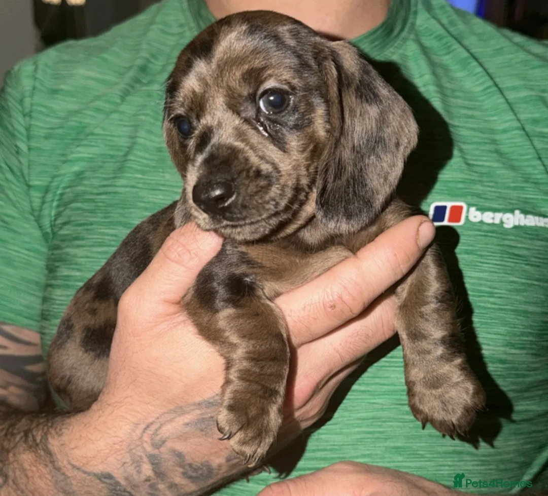 Dachshund dogs for sale: Dachshund puppys - Advert 13