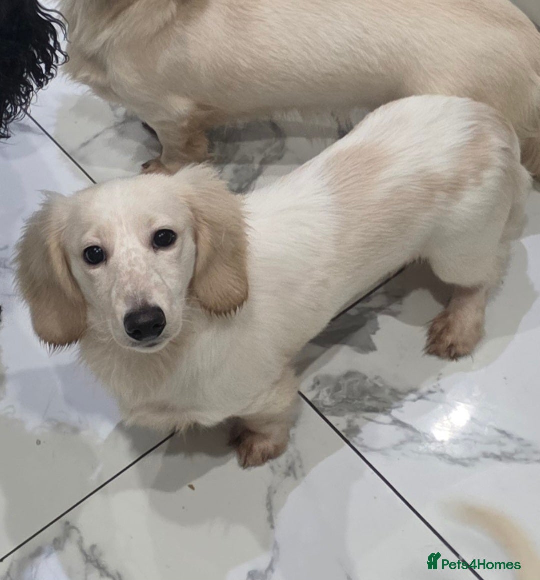 Miniature Dachshund dogs for sale: Miniature Dachshund cream piebald long-haired  - Advert 9