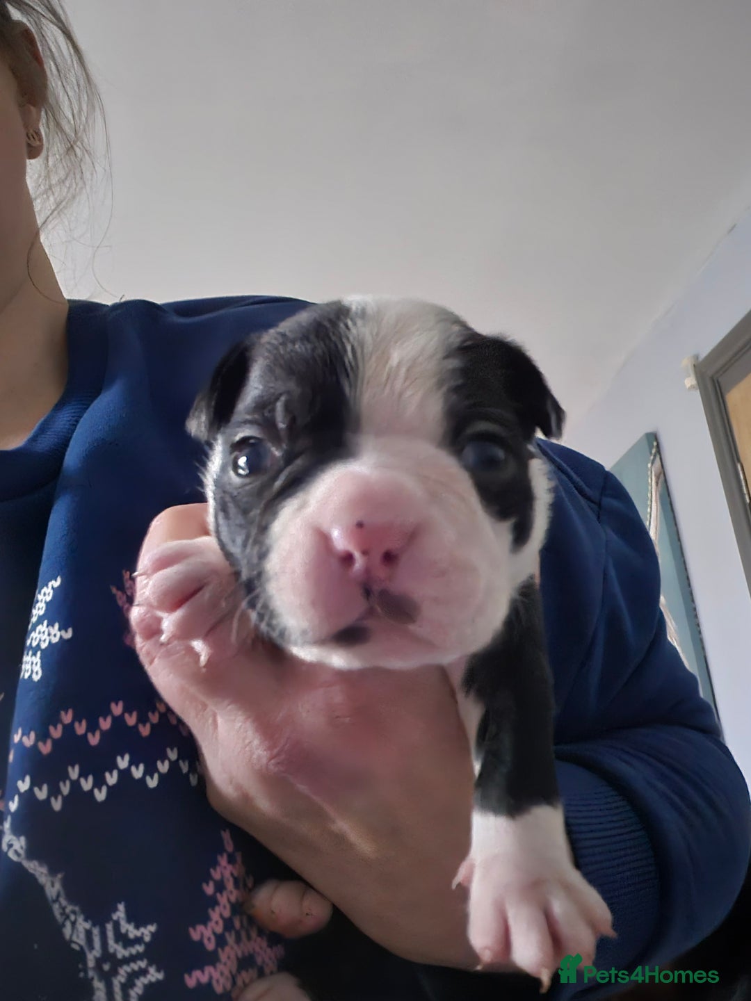 Boston Terrier dogs for sale: Gorgeous chunky Boston terrier pups - Advert 8