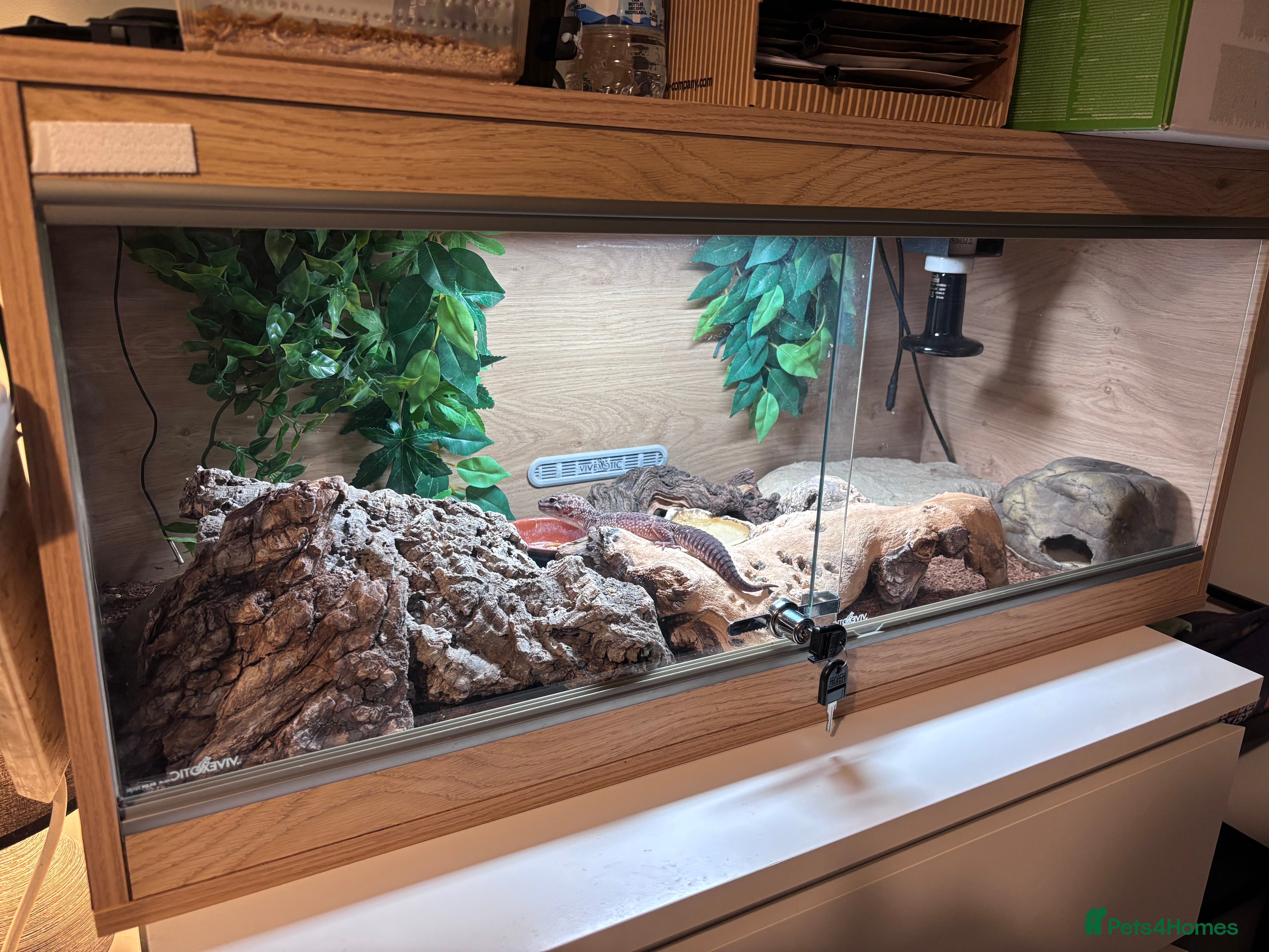Leopard Gecko reptiles Male leopard gecko and vivarium in Waterlooville - Advert 1