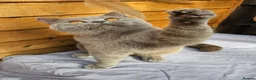 British Shorthair cats for sale: Gccf Lilac Male 12 mths old - Advert 3