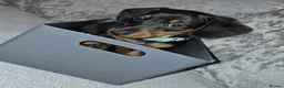 Miniature Dachshund dogs for sale: Adorable miniature dashounds. - Advert 4