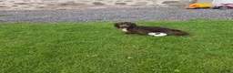 Cocker Spaniel dogs for sale: Reduced! Working cockers ready now!! - Advert 3