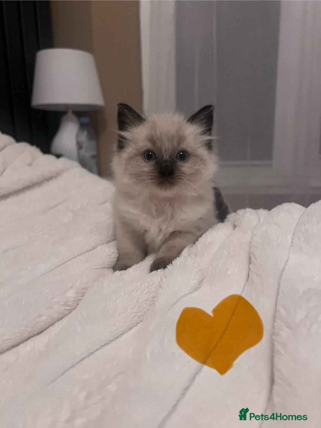 Ragdoll cats for sale: 4 gorgeous Ragdoll kittens for sale - Advert 8