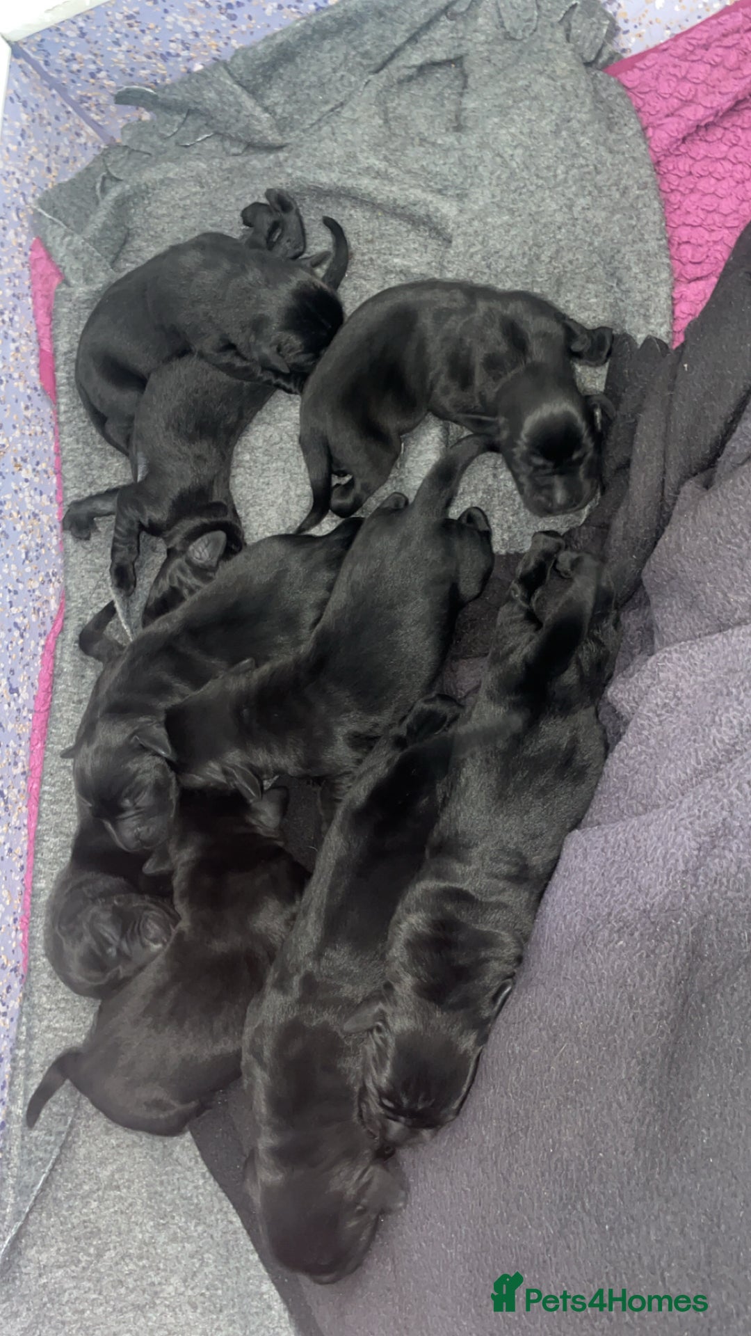 Labrador Retriever dogs for sale: Labrador puppies - Advert 3