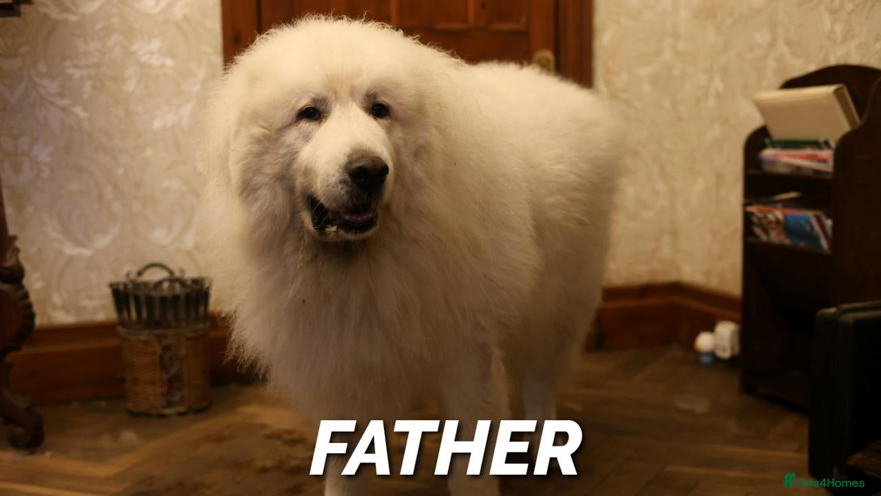 Pyrenean Mountain Dog dogs Adorable Puppies, Looking For Forever Homes! - Advert 2