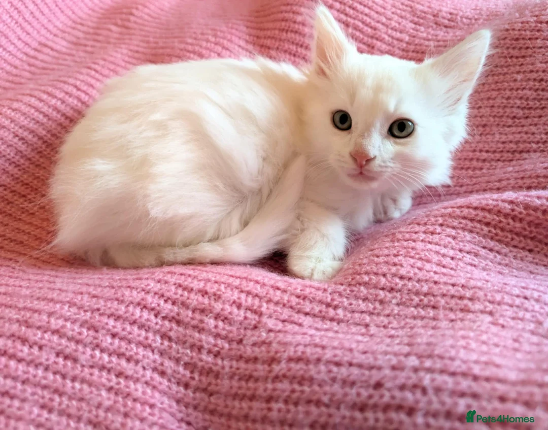 Turkish Angora cats for sale: Affectionate Turkish Angora Boy - Advert 2