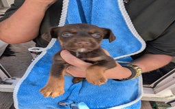 Mixed Breed dogs for sale: Small Jack Russell X Cocker Spaniel Puppies  - Image 8