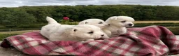 West Highland Terrier dogs for sale: Pedigree KC registered WESTIE puppies in Welshpool - Advert 4