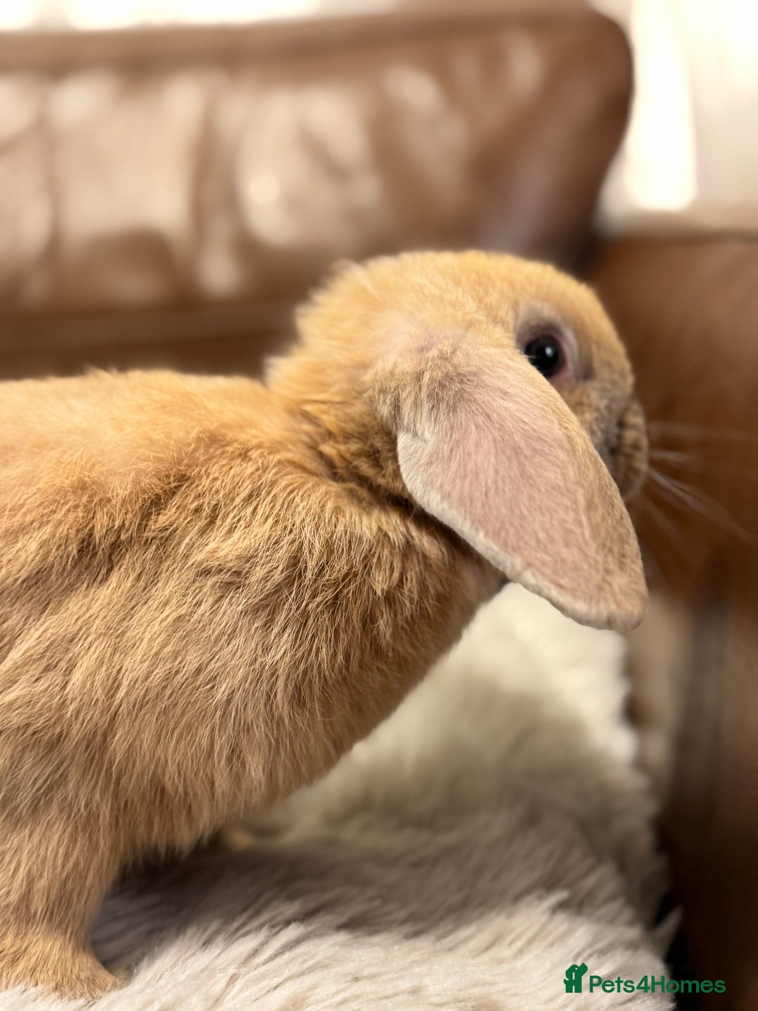 Dwarf Lop rabbits for sale: Baby rabbits - Advert 7