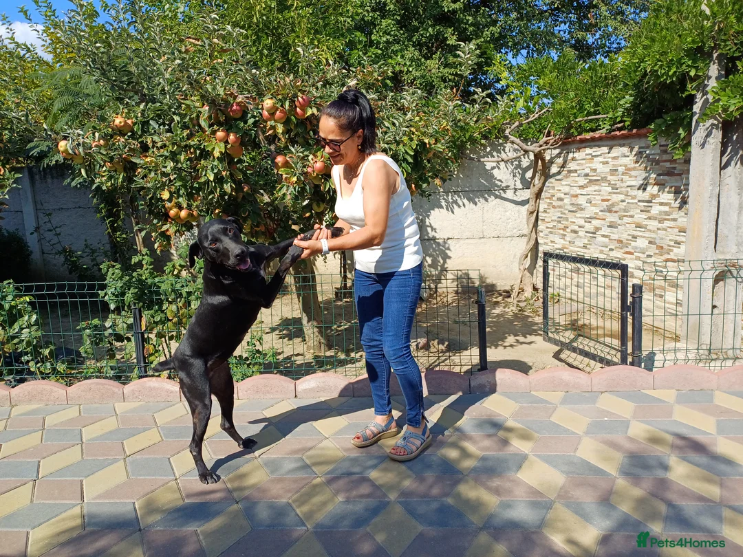 Mixed Breed dogs for adoption: Beautiful and Gentle JULIETTE - for a Loving Home in Nottingham - Advert 5