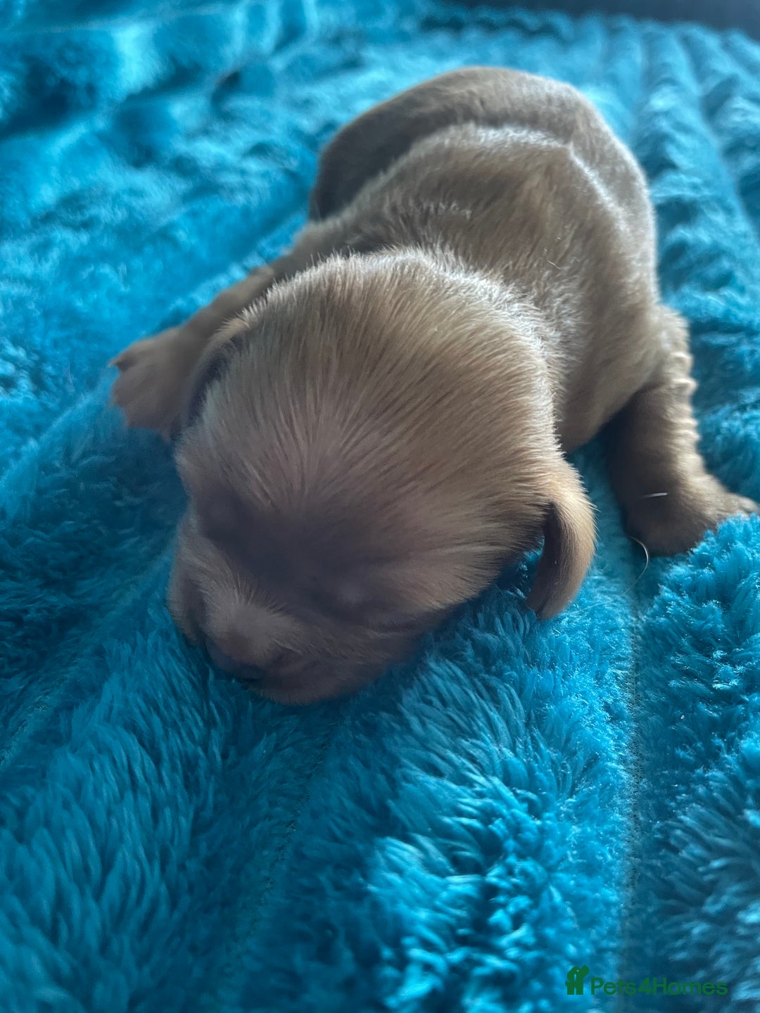 Cavalier King Charles Spaniel dogs for sale: 4 beautiful chunky puppies. 4 days old - Image 11