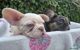 French Bulldog dogs for sale: 🐶 Adorable French Bulldog Puppies - Image 5
