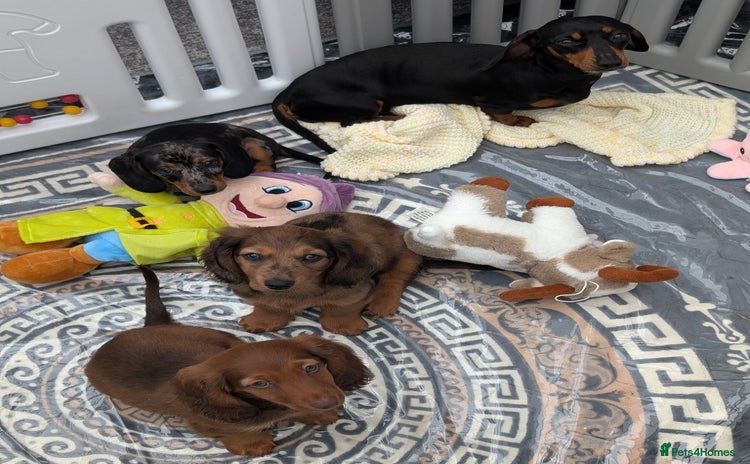 Miniature Dachshund dogs - Advert 5