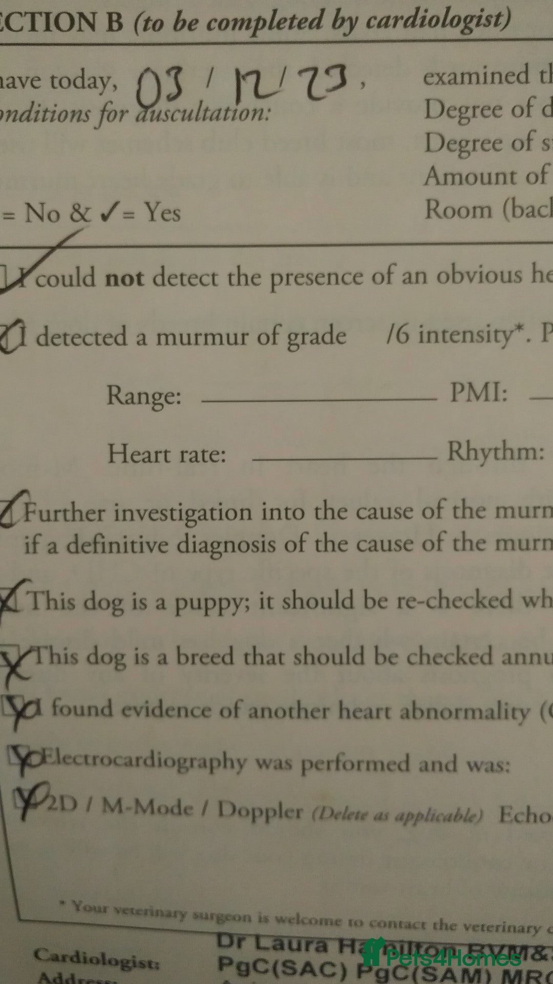 Saint Bernard dogs for sale: KC Reg Pups To Approved Homes. Health-tested line. - Advert 11