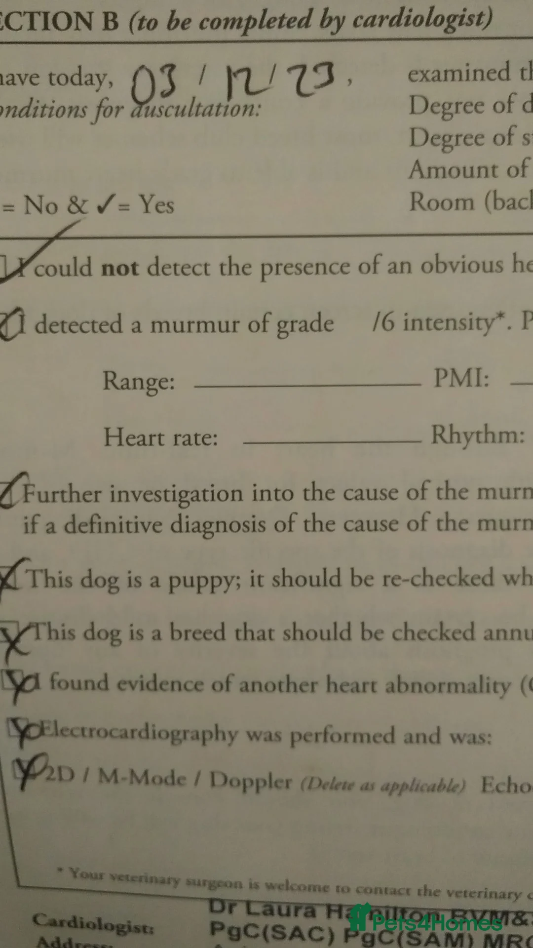 Saint Bernard dogs for sale: Health-tested line established 1990s. - Advert 23