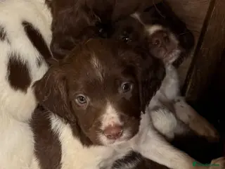 English Springer Spaniel dogs Fully inoculated ready to go springers. - Advert 1