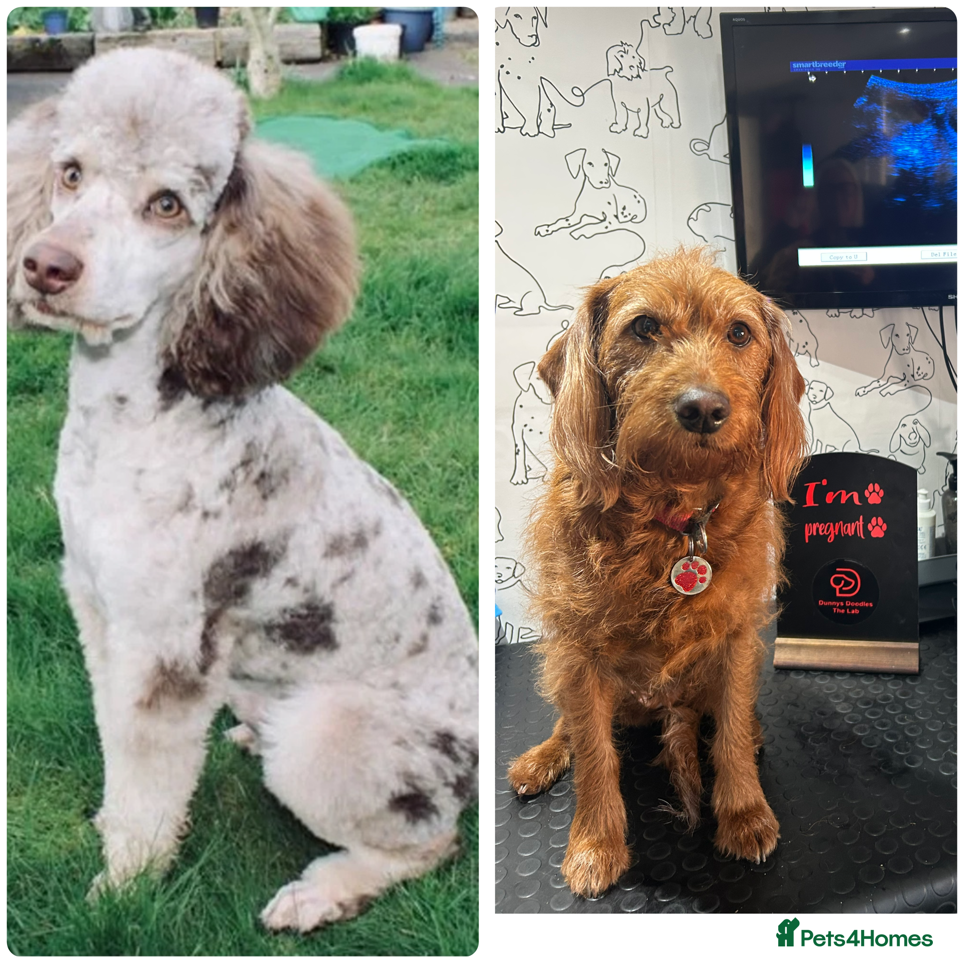 Labradoodle dogs Pups coming soon F1b mini Ladradoodles - Advert 1