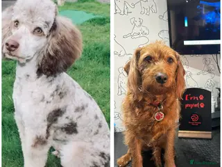 Labradoodle dogs Pups coming soon F1b mini Ladradoodles - Advert 1