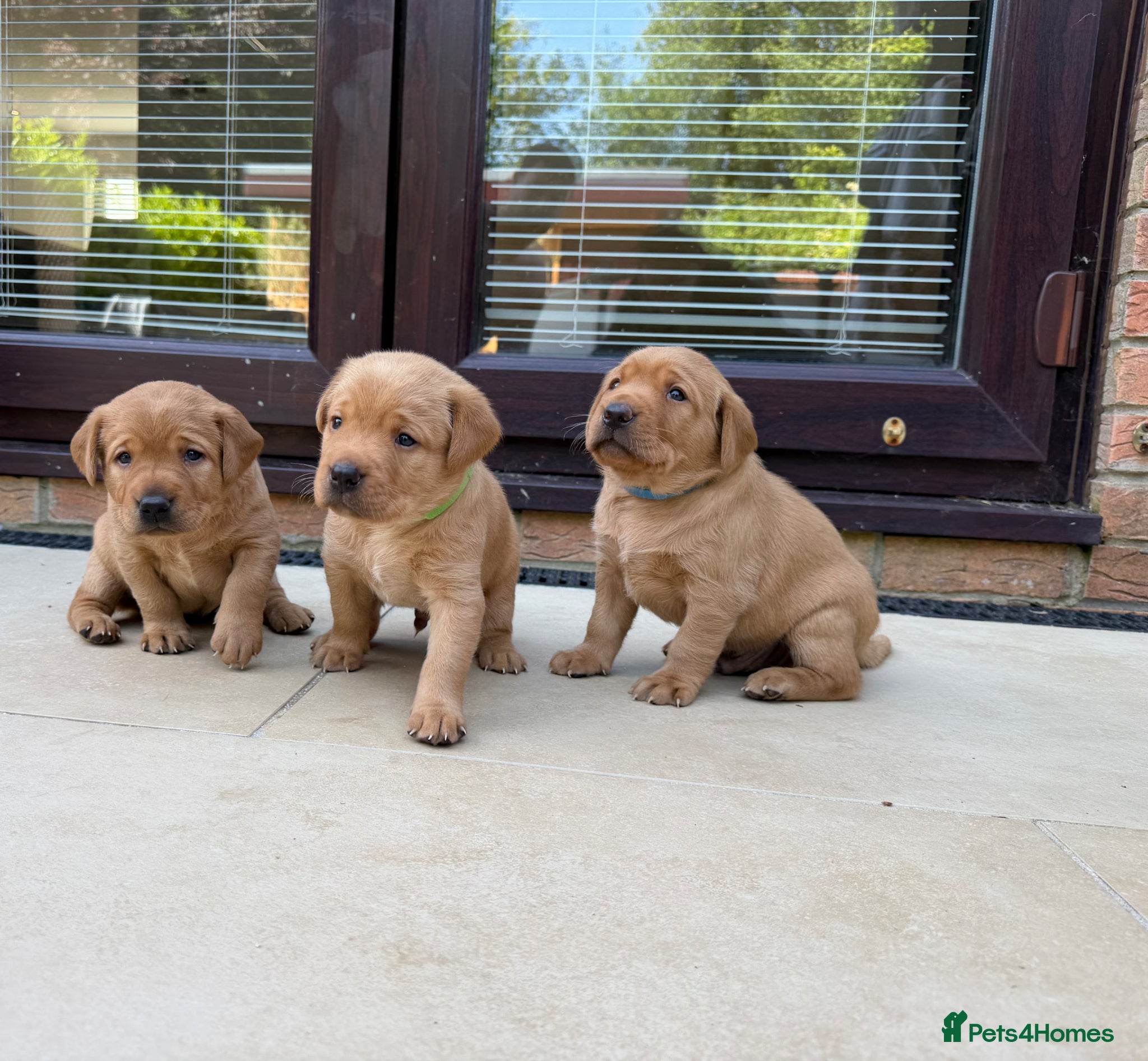 Labrador Retriever dogs Harleigh & FTCH Jarailstar Hogen of Stauntonvale - Advert 13