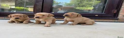 Labrador Retriever dogs for sale: Harleigh & FTCH Jarailstar Hogen of Stauntonvale - Advert 1
