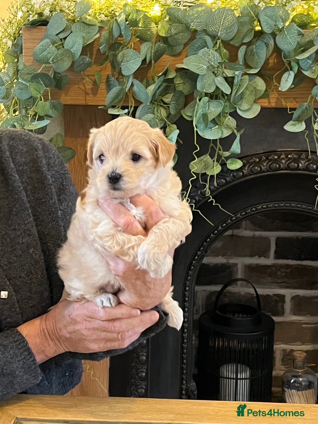 Maltipoo dogs for sale: Maltipoo puppies  - Advert 14