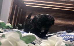 Yorkiepoo dogs for sale: Tiny Yorkipoos beautiful fluff balls puppies - Image 14
