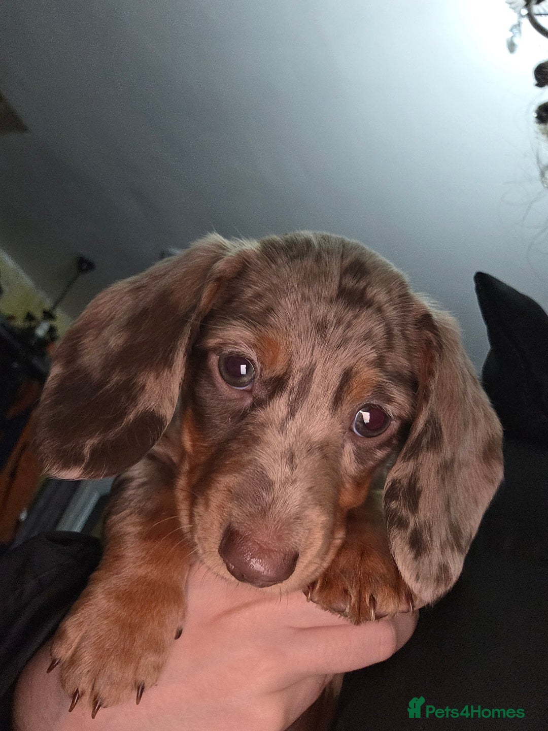 Miniature Dachshund dogs for sale: Miniature dachshund  - Image 2